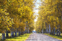 十勝牧場の白樺並木の紅葉 [TMA110070215]