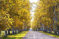 十勝牧場の白樺並木の紅葉 [TMA110070216]