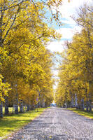 十勝牧場の白樺並木の紅葉 [TMA110070217]