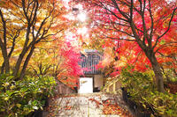 平等寺　紅葉 [TMA110070766]