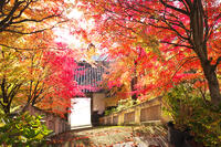 平等寺　紅葉 [TMA110070767]