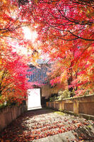 平等寺　紅葉 [TMA110070771]