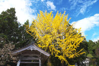 法栄寺　鐘楼とイチョウ [TMA110070772]