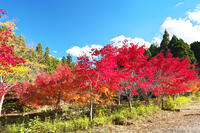 永光寺の紅葉 [TMA110070781]