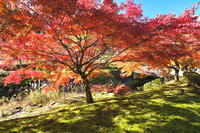永光寺の紅葉 [TMA110070789]
