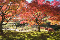 永光寺の紅葉 [TMA110070790]