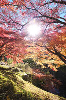 永光寺の紅葉 [TMA110070792]