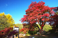 西慶寺のヤマモミジ [TMA110070822]