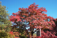 西慶寺のヤマモミジ [TMA110070824]