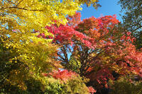 西慶寺のヤマモミジ [TMA110070826]