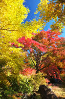 西慶寺のヤマモミジ [TMA110070827]