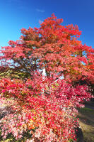 西慶寺のヤマモミジ [TMA110070831]