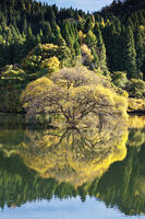 蛇ヶ池　紅葉 [TMA110070862]