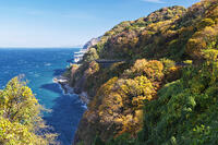 親不知の紅葉と北陸自動車道と日本海　新潟県 [TMA110070900]