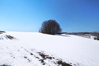 マイルドセブンの丘と残雪 [TMA110071776]