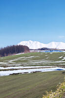 十勝岳連峰と残雪の農地 [TMA110071785]