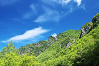 層雲峡の新緑 [TMA110073288]