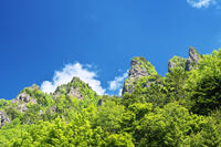 層雲峡の新緑 [TMA110073295]