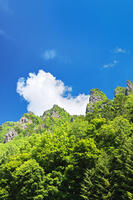 層雲峡の新緑 [TMA110073297]