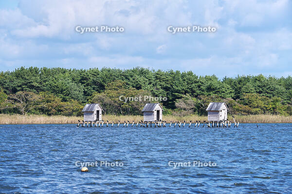 高瀬川（小川原湖）のマテ小屋 [TMA110070115]