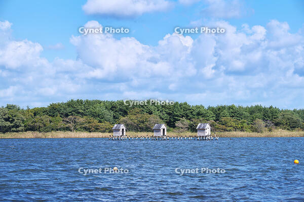 高瀬川（小川原湖）のマテ小屋 [TMA110070116]