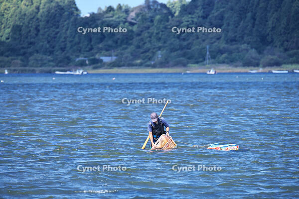 小川原湖のシジミ貝採り [TMA110070118]