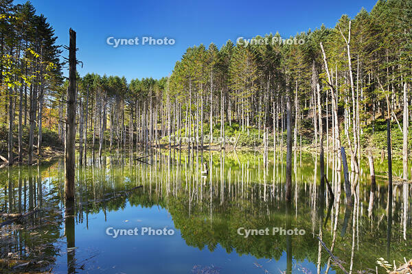 日高の黒い池と水中木 [TMA110070145]