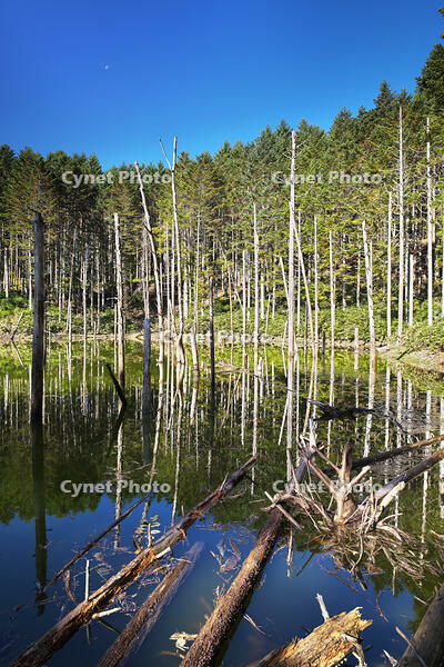 日高の黒い池と水中木 [TMA110070150]