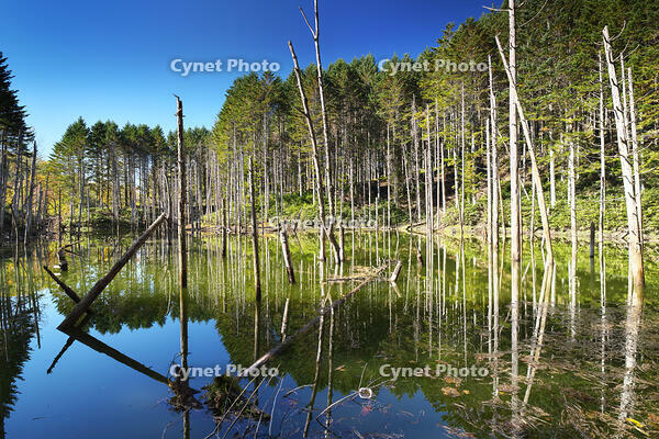 日高の黒い池と水中木 [TMA110070152]