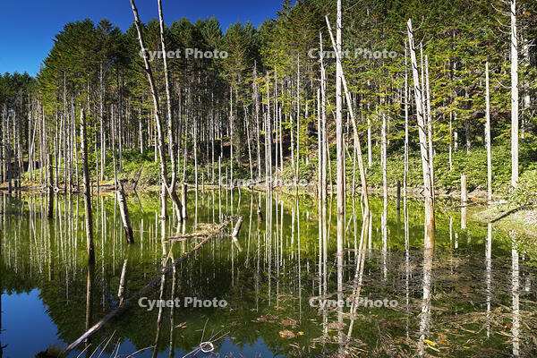 日高の黒い池と水中木 [TMA110070153]