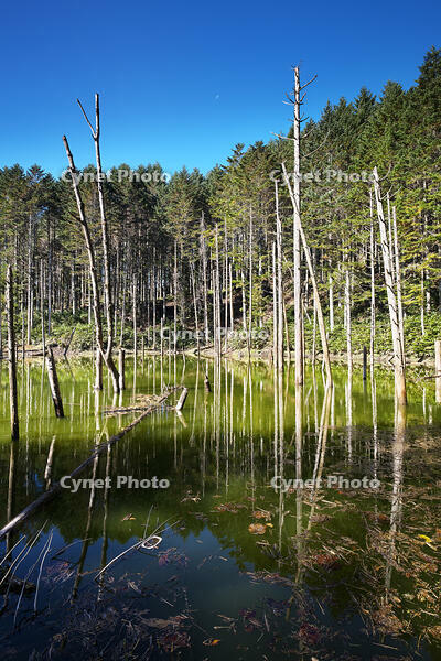 日高の黒い池と水中木 [TMA110070154]