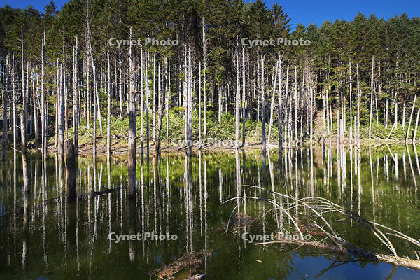 日高の黒い池と水中木 [TMA110070161]