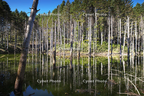 日高の黒い池と水中木 [TMA110070163]