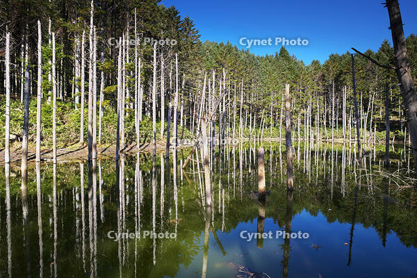 日高の黒い池と水中木 [TMA110070164]