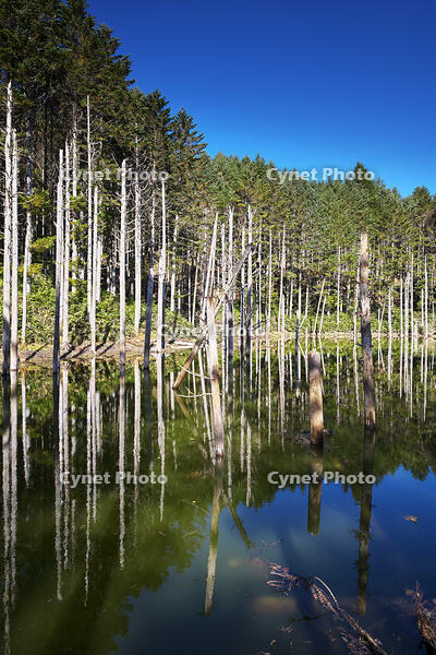 日高の黒い池と水中木 [TMA110070165]