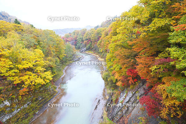 滝の上公園の紅葉と夕張川 [TMA110070166]