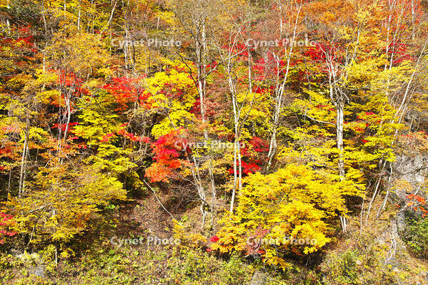 日高の紅葉（沙流川沿い） [TMA110070175]