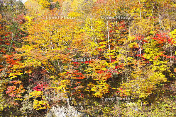 日高の紅葉（沙流川沿い） [TMA110070176]