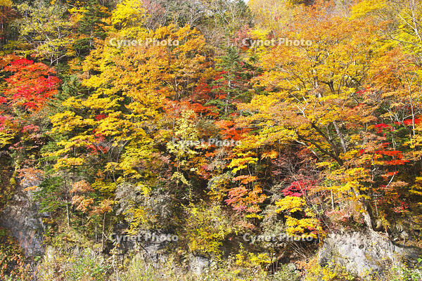 日高の紅葉（沙流川沿い） [TMA110070177]