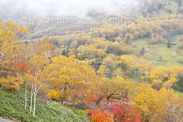 日勝峠の朝霧と紅葉 [TMA110070178]