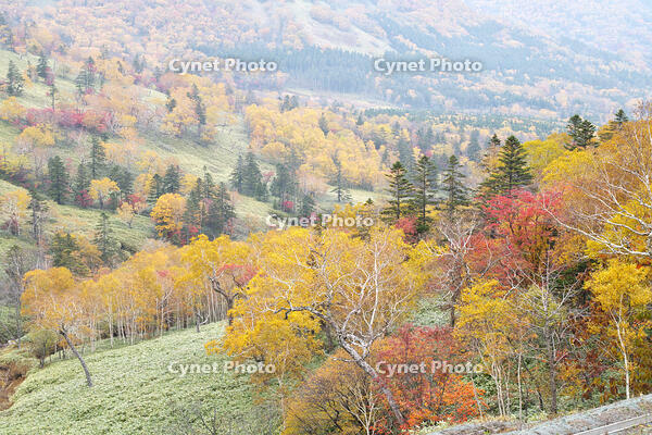 日勝峠の朝霧と紅葉 [TMA110070182]