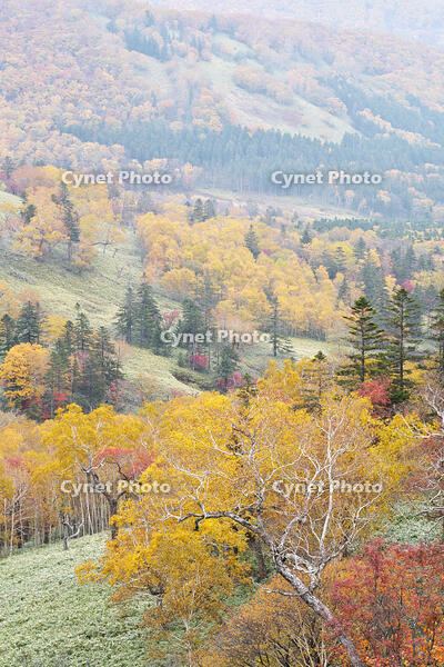 日勝峠の朝霧と紅葉 [TMA110070184]