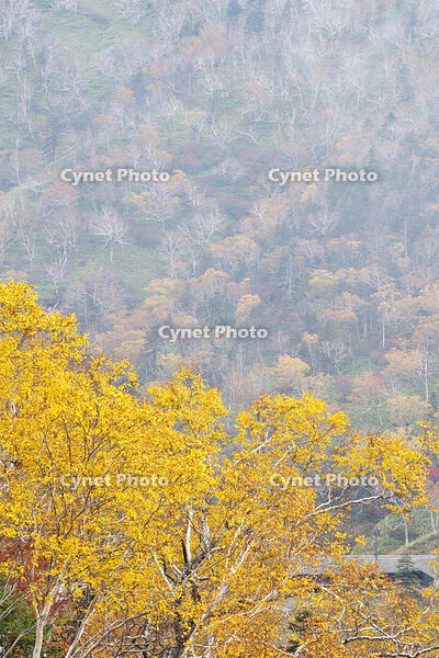 日勝峠の朝霧と紅葉 [TMA110070185]