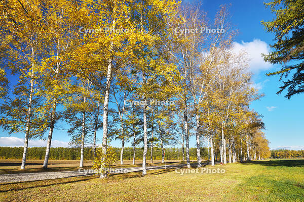 十勝牧場の白樺並木の紅葉 [TMA110070191]