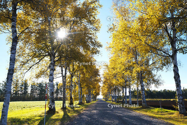 十勝牧場の白樺並木の紅葉 [TMA110070193]