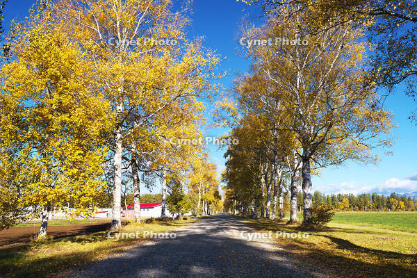 十勝牧場の白樺並木の紅葉 [TMA110070194]