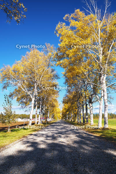 十勝牧場の白樺並木の紅葉 [TMA110070198]