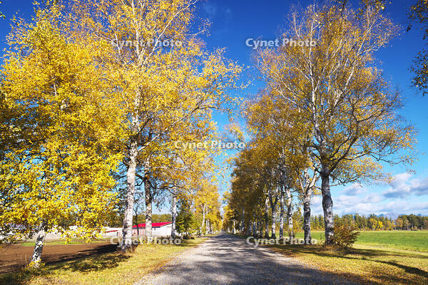 十勝牧場の白樺並木の紅葉 [TMA110070200]