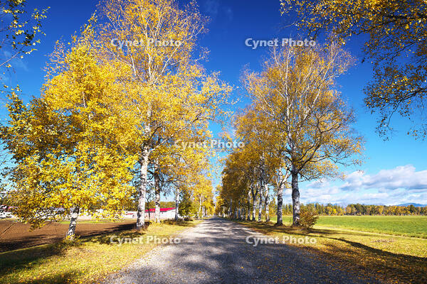 十勝牧場の白樺並木の紅葉 [TMA110070201]