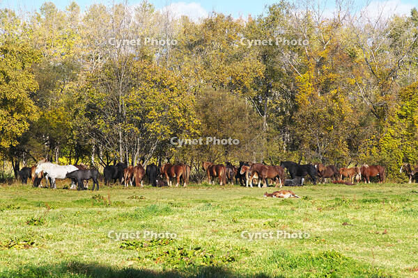 十勝牧場のウマの放牧 [TMA110070203]